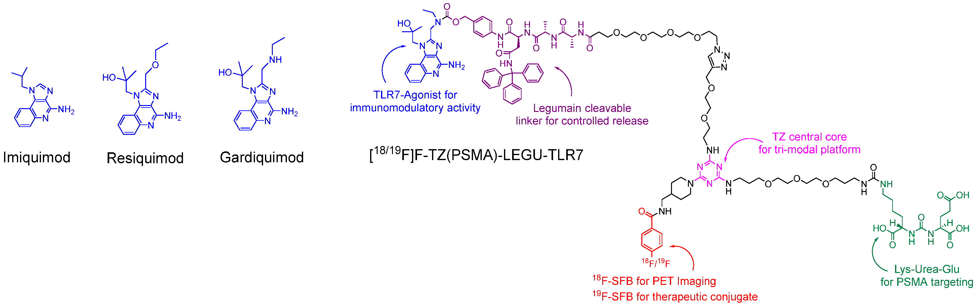 Schematic of structures of imidazoquinoline-derived TLR7 agonists and the chemically identical T-SMPDCs presented in this work. (OA Literature)