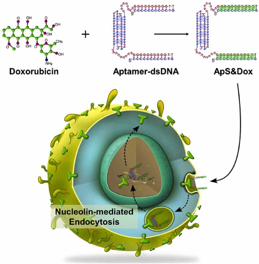Schematic illustration of the targeted delivery of doxorubicin using a functionalized aptamer to circumvent multidrug resistance. (OA Literature)