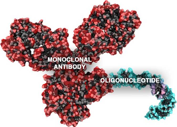Schematic of antibody oligonucleotide conjugate. (OA Literature)