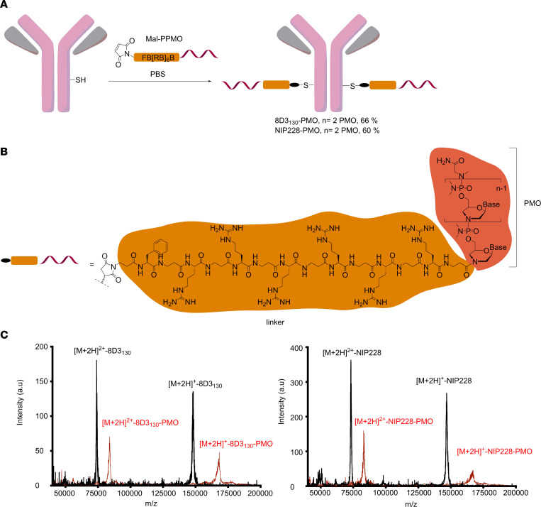 Schematic of synthesis of antibody-PMO conjugates. (OA Literature)