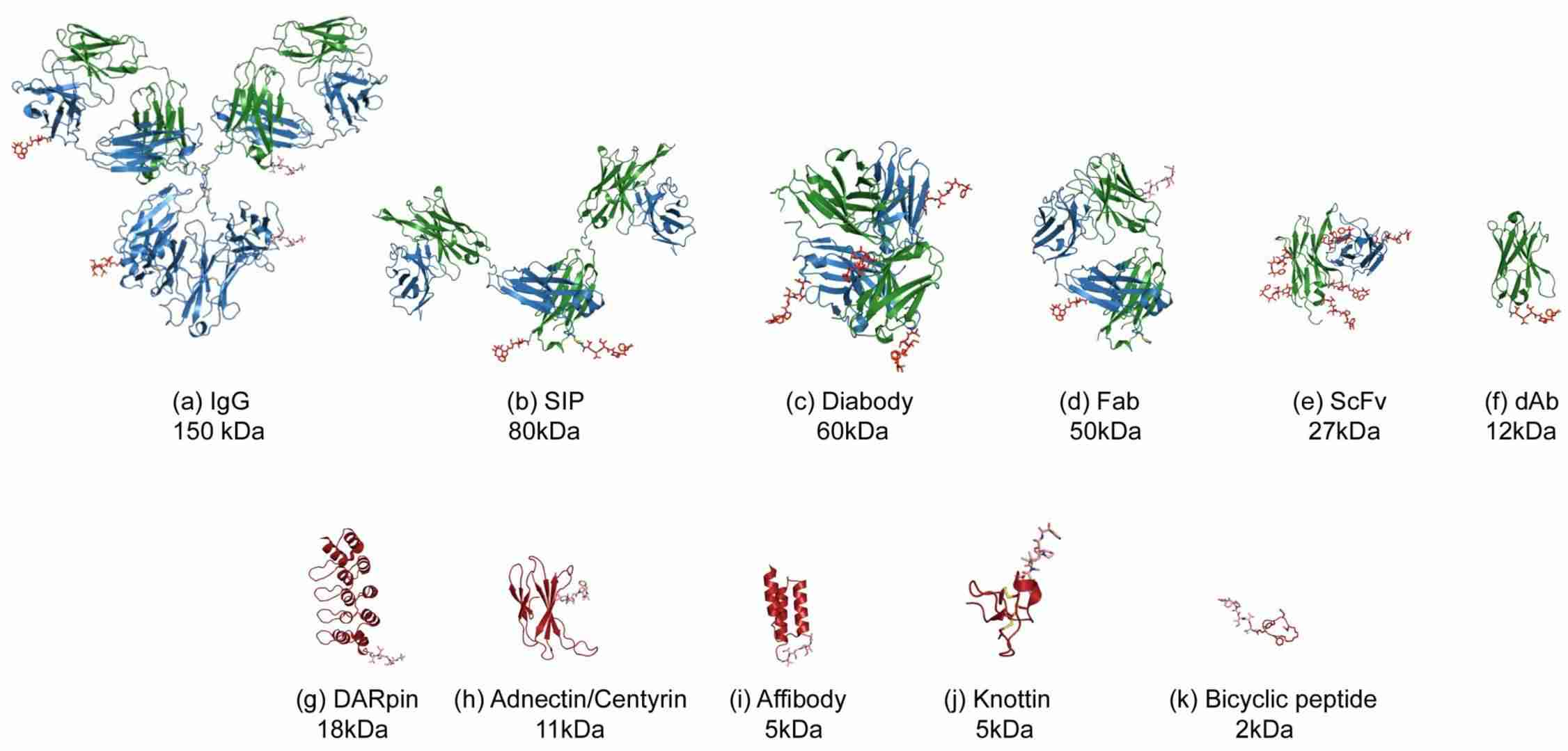 Illustration of the various formats for Antibody (Fragment) or alternative scaffold–drug conjugates. (OA Literature)
