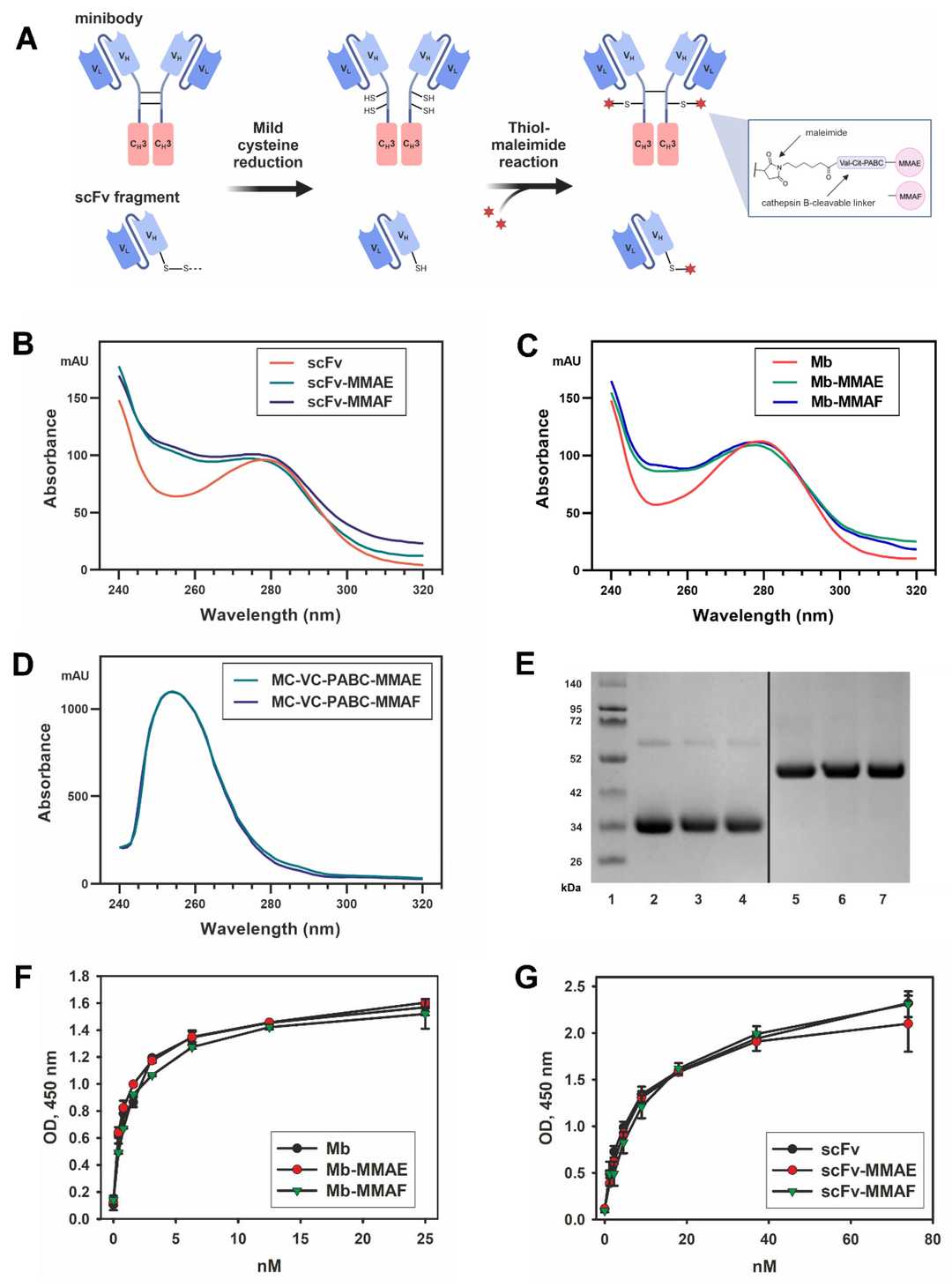 Schematic of production of the FDCs and analysis of their antigen-binding properties. (OA Literature)