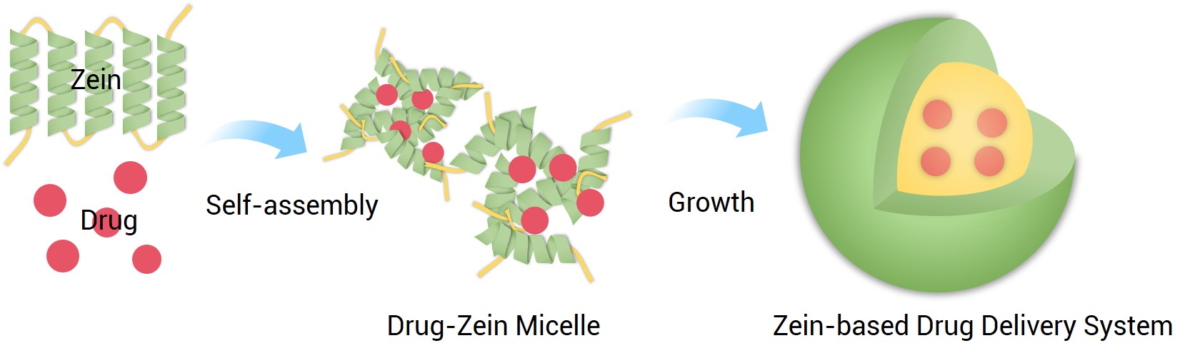 Zein-based Drug Delivery System. (Creative Biolabs Original)