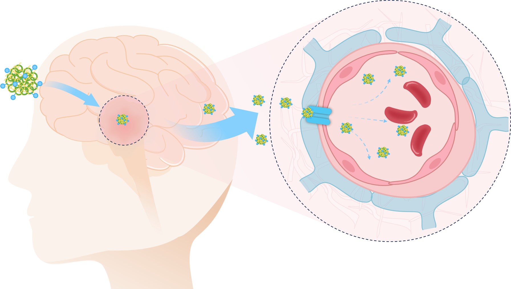 The mechanism of functionalized Zein Nanoparticles' crossing of the BBB. (Creative Biolabs Original) 