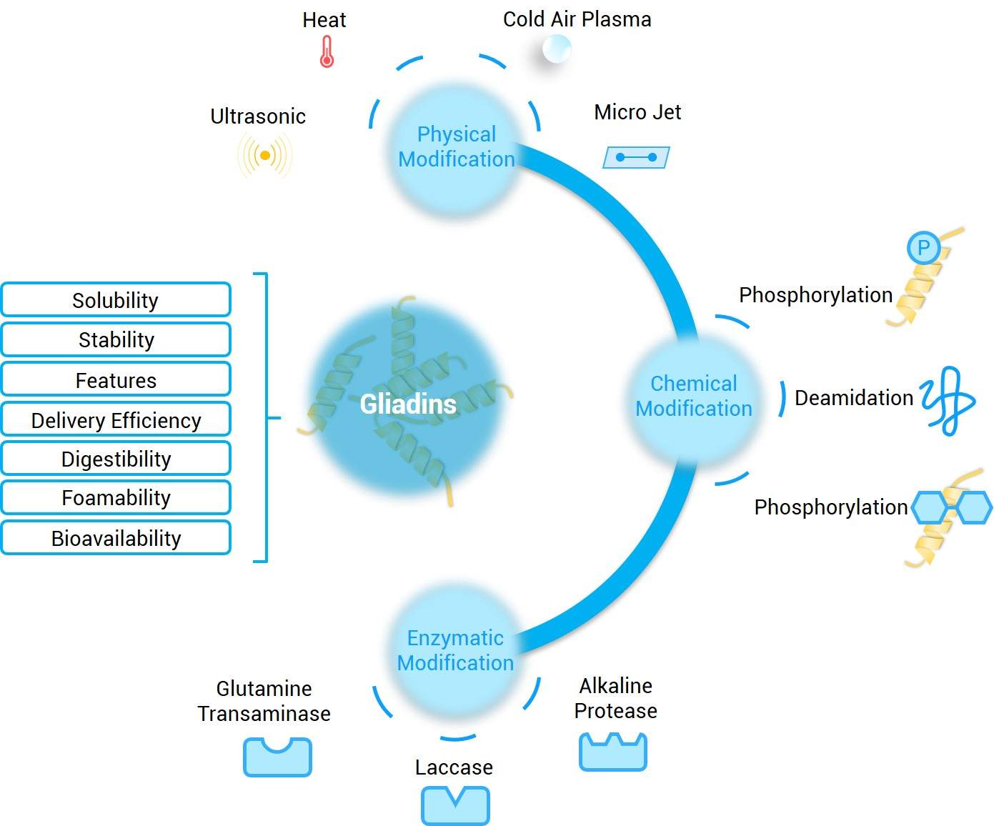 Modification of gliadin. (Creative Biolabs Original)
