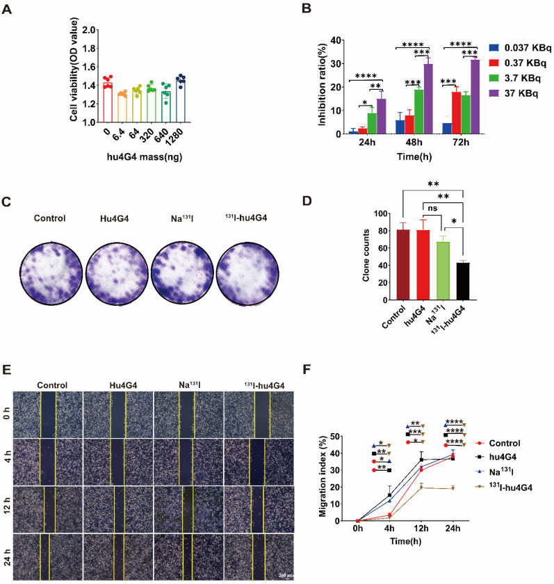 Schematic of 131I-hu4G4 inhibited the viability of U87 cells in vitro. (OA Literature)