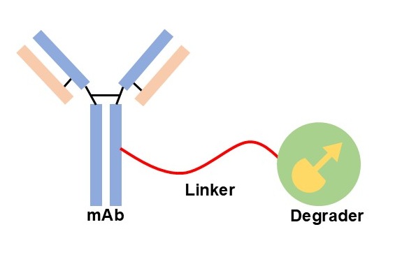  Schematic of degrader-antibody conjugates structure. (Creative Biolabs Original)