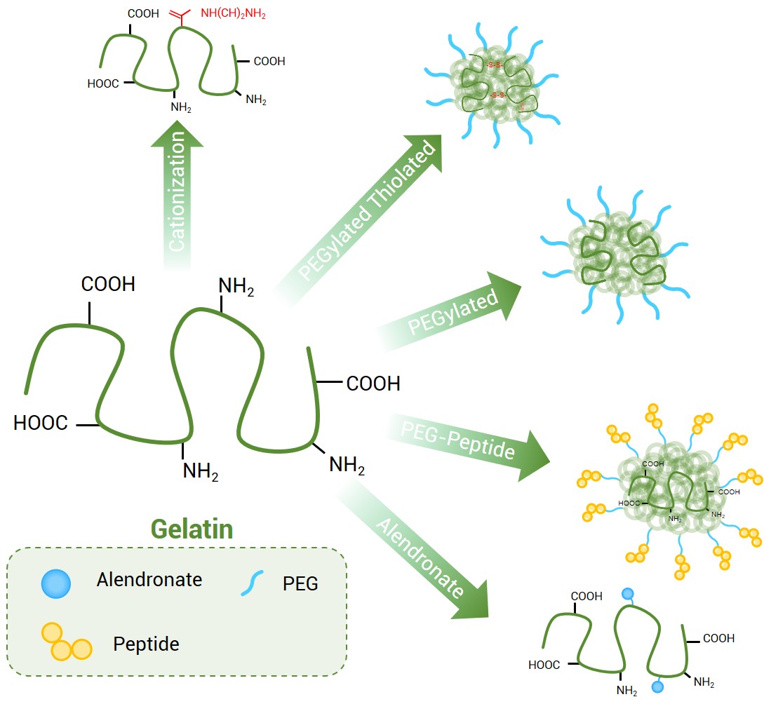 Modification of gelatin nanoparticles. (Creative Biolabs Original)