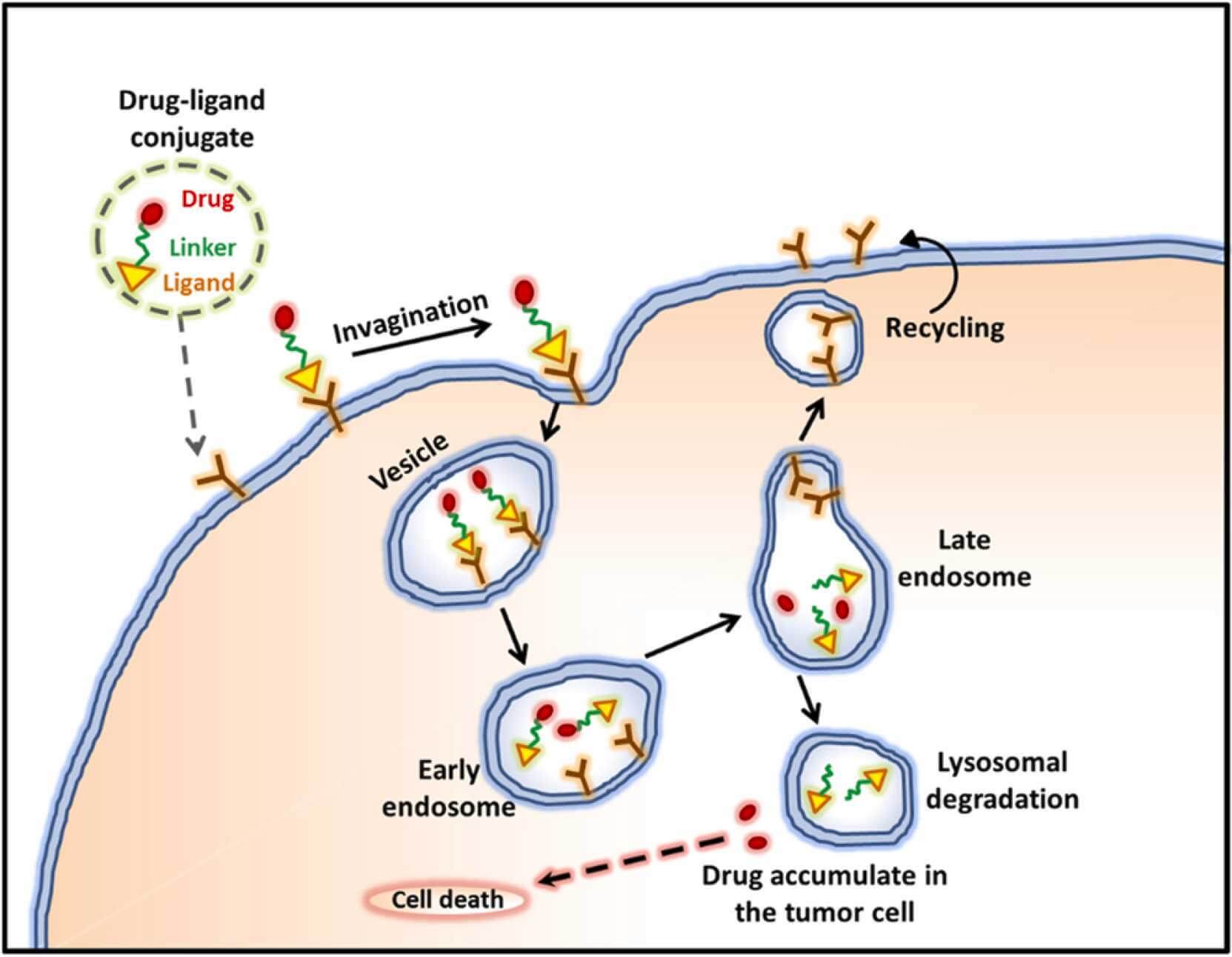 Schematic representation of receptor mediated ligand-drug conjugate endocytosis. (OA Literature)