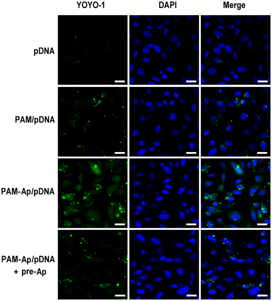 Schematic of representative confocal microscopy images show the cellular uptake of PAM-Ap/pDNA NPs. (OA Literature)