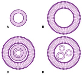Our service-structural analysis. (Strazzabosco, Giovanni, et al, 2025) (OA Literature)
