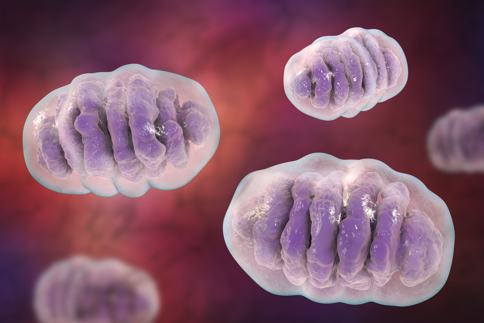 Targeting strategies for cellular organelles. (Creative Biolabs Authorized) 