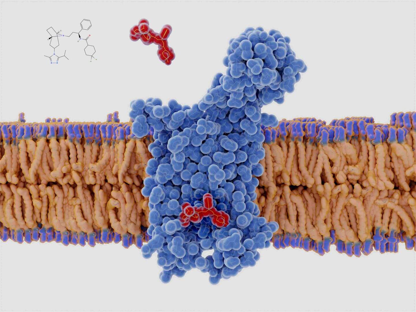 Targeting strategies for receptors. (Creative Biolabs Authorized)