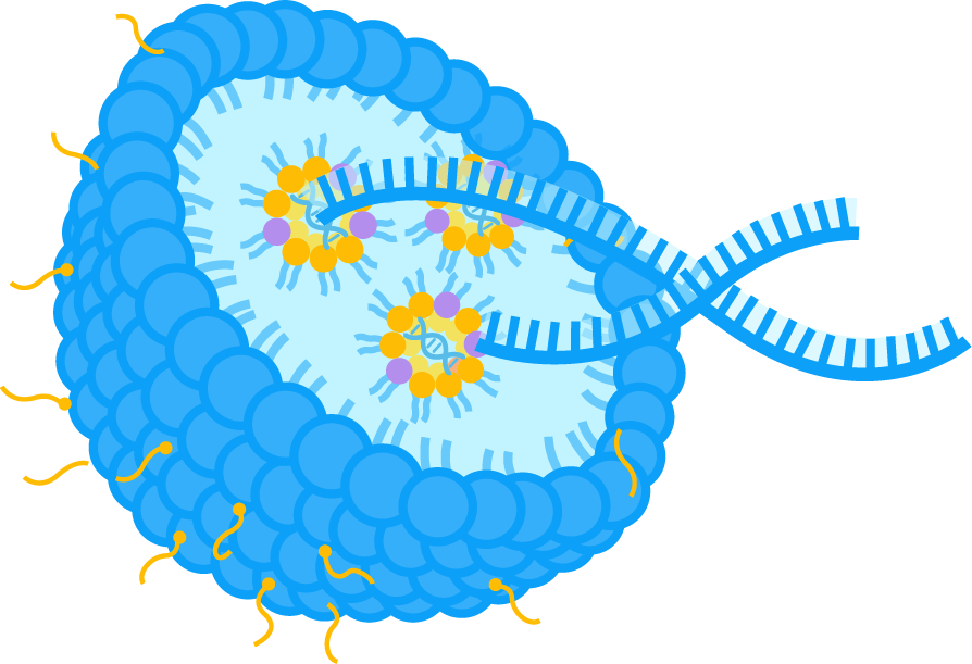 Products-LNPs. (Creative Biolabs Original)