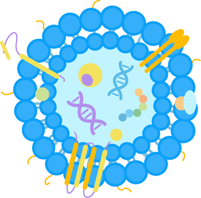 Products-exosomes. (Creative Biolabs Original)