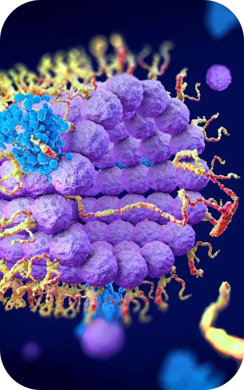 Applications of our advanced targeted polymers. (Creative Biolabs Authorized)