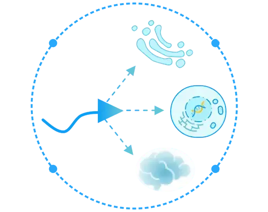 The targeting module can achieve targeting of cells, organelles, organs, tissues, etc. (Creative Biolabs Original)
