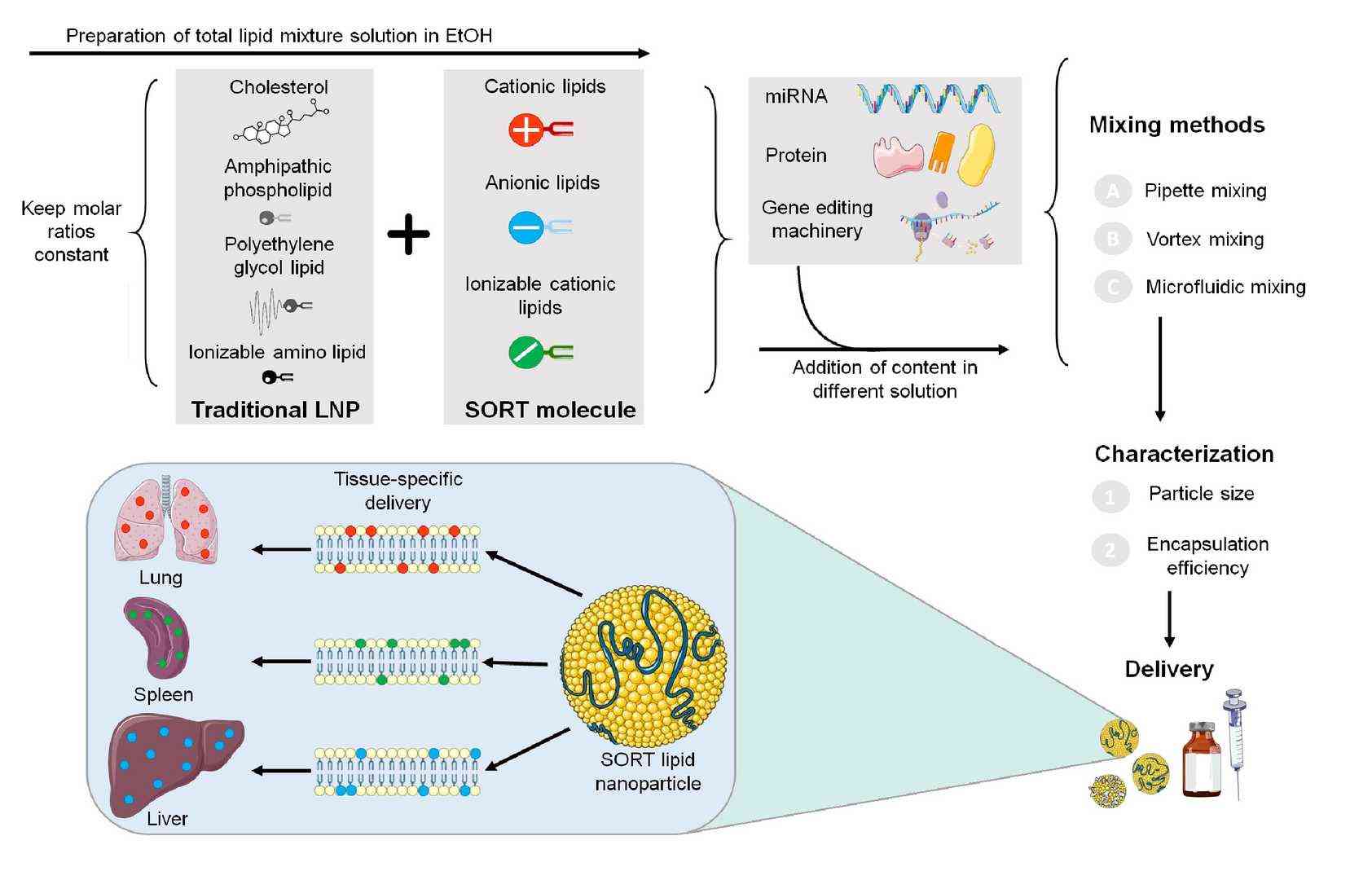 Schematic of SORT LNP formulation and targeted delivery.