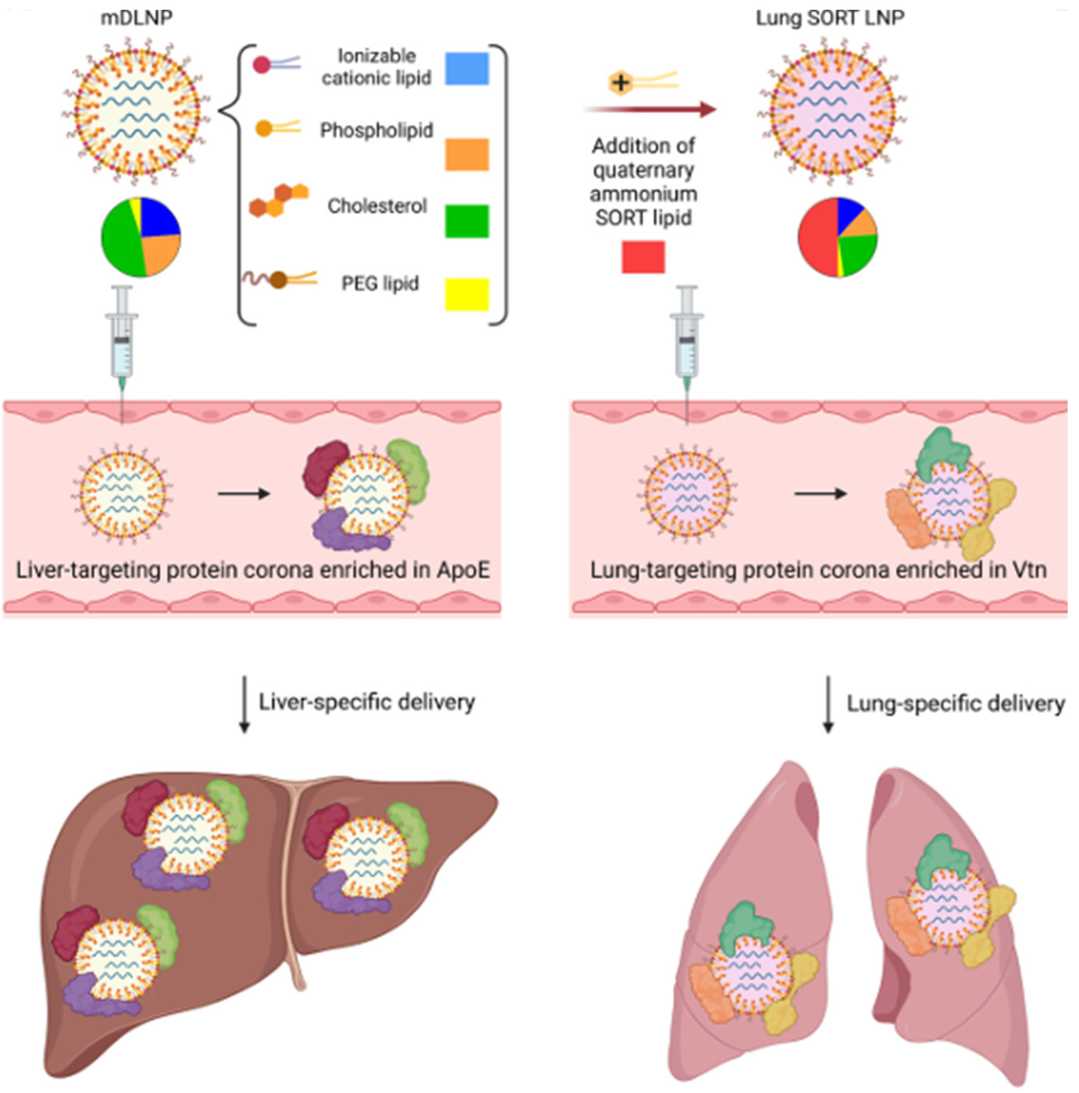 Schematic of selective organ targeting (SORT) technology achieves liver- and lung-specific mRNA delivery. (OA Literature)