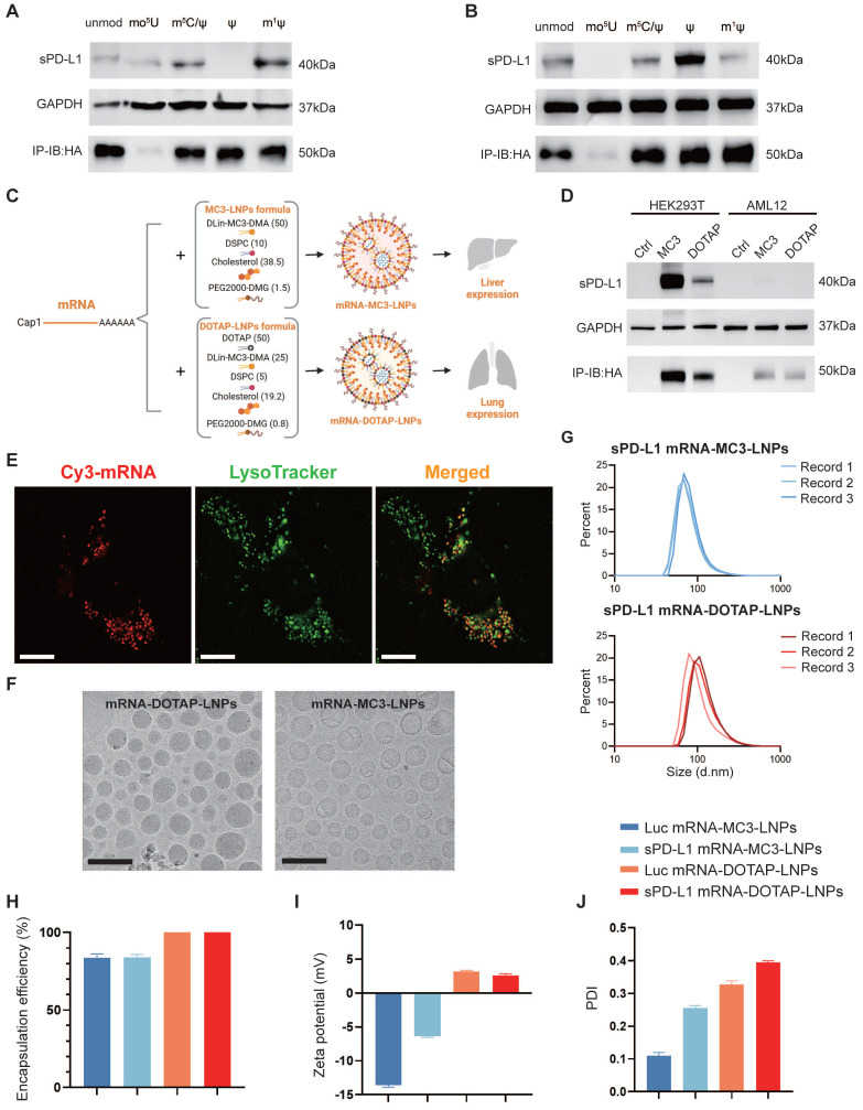 Schematic of sPD-L1 mRNA expression in vitro and physiochemical characterization of mRNA-MC3-LNPs and mRNA-DOTAP-LNPs. (OA Literature)