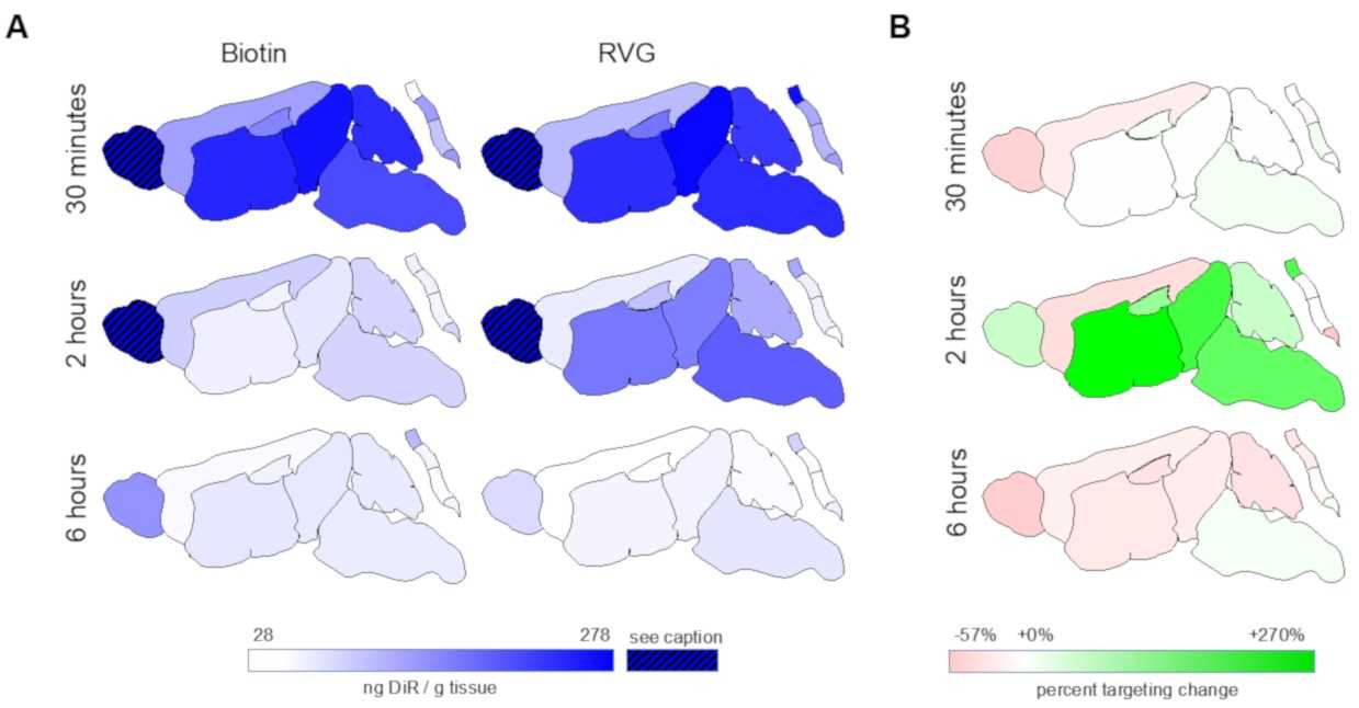 Schematic showing delivery of payload from intranasally administered nanoparticles varies by central nervous system (CNS) region and surface modification. (OA Literature)