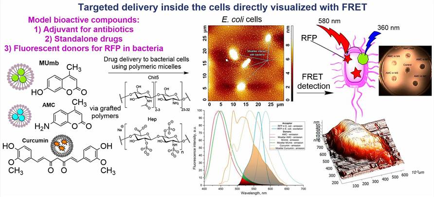 Targeted Delivery Inside the Cells Directly Visualized with Förster Resonance Energy Transfer (FRET). (OA Literature)