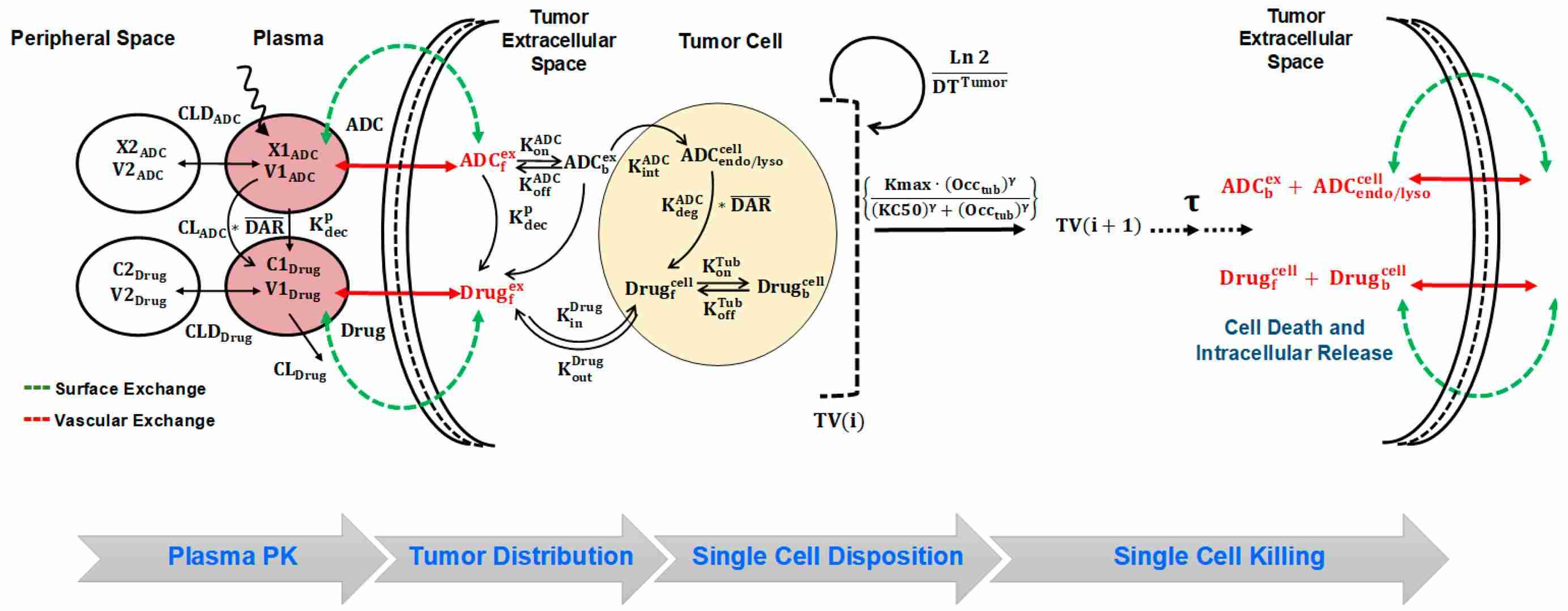 A schematic diagram of the systems pharmacokinetics-pharmacodynamics (PK-PD) model for antibody-drug conjugates (ADCs). (OA Literature)