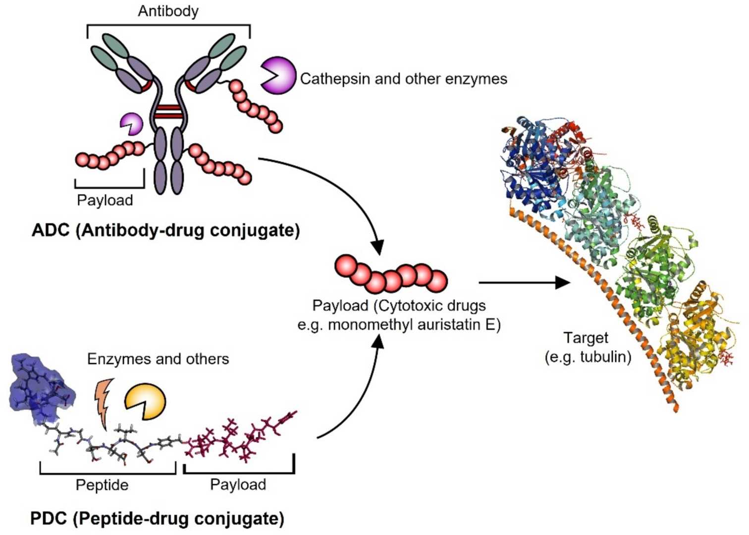 A schematic diagram of antibody–drug conjugates (ADCs) and peptide–drug conjugates (PDCs). (OA Literature)