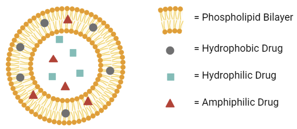 Fig.1 Illustration of the general liposomal structure as a carrier for both hydrophobic and hydrophilic drugs. (OA Literature)