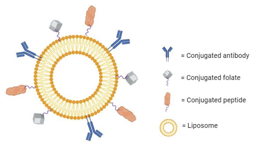 Fig.2 Illustration of the ligand-mediated targeting strategy in liposomal delivery. Liposomes can be loaded with various ligands for active targeting. (OA Literature)