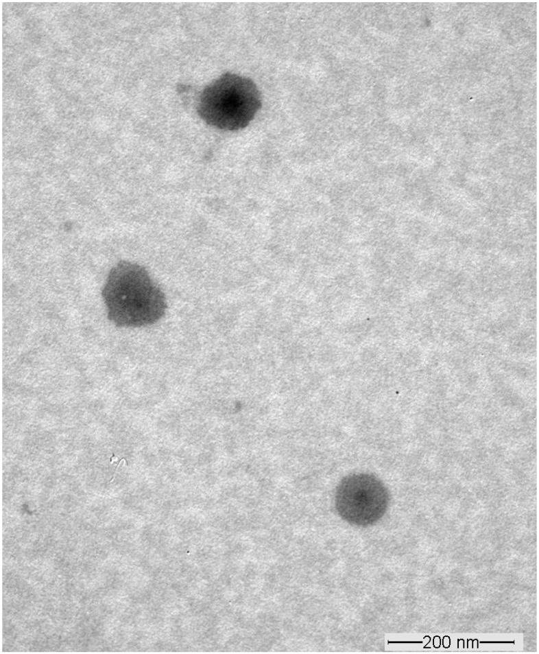 Fig.3 TEM image of optimized SA-transethosomes (F5) formulation. (Bin Jardan, Yousef A et al., 2023)