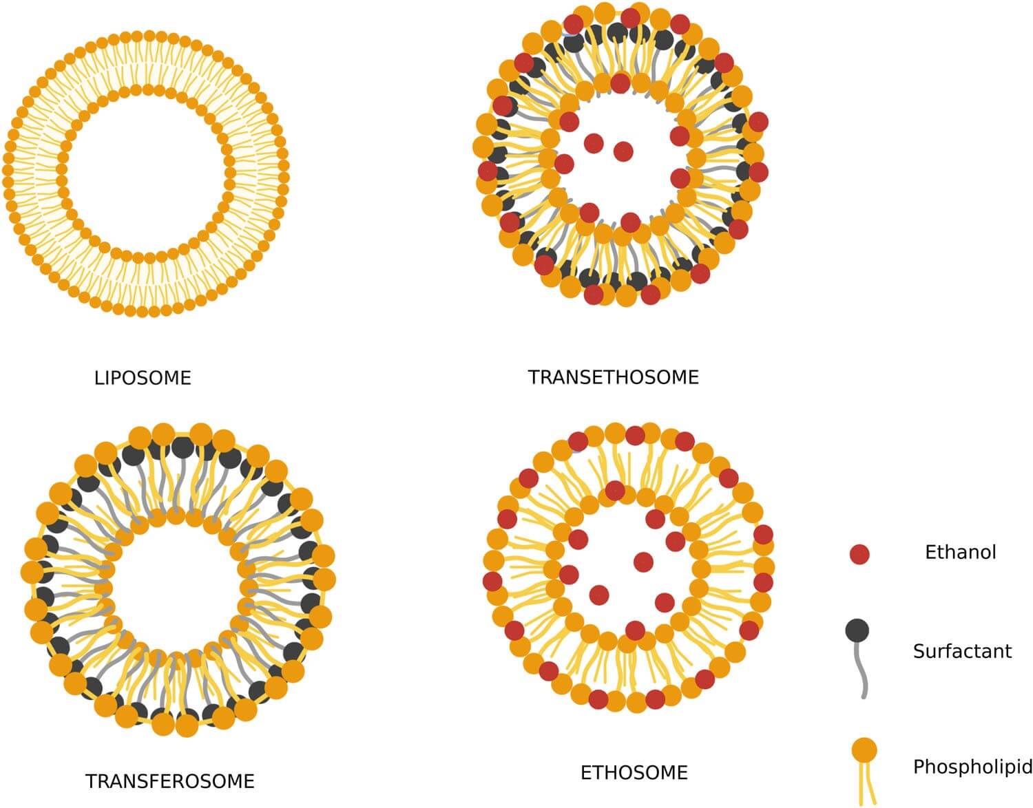 Diagram comparing structures of lipid-based nanocarriers: liposome, transethosome, transfersome, and ethosome. Transethosome is highlighted with ethanol, surfactant, and phospholipid components, showing its unique composition for fast penetration and smarter drug delivery. (OA Literature)