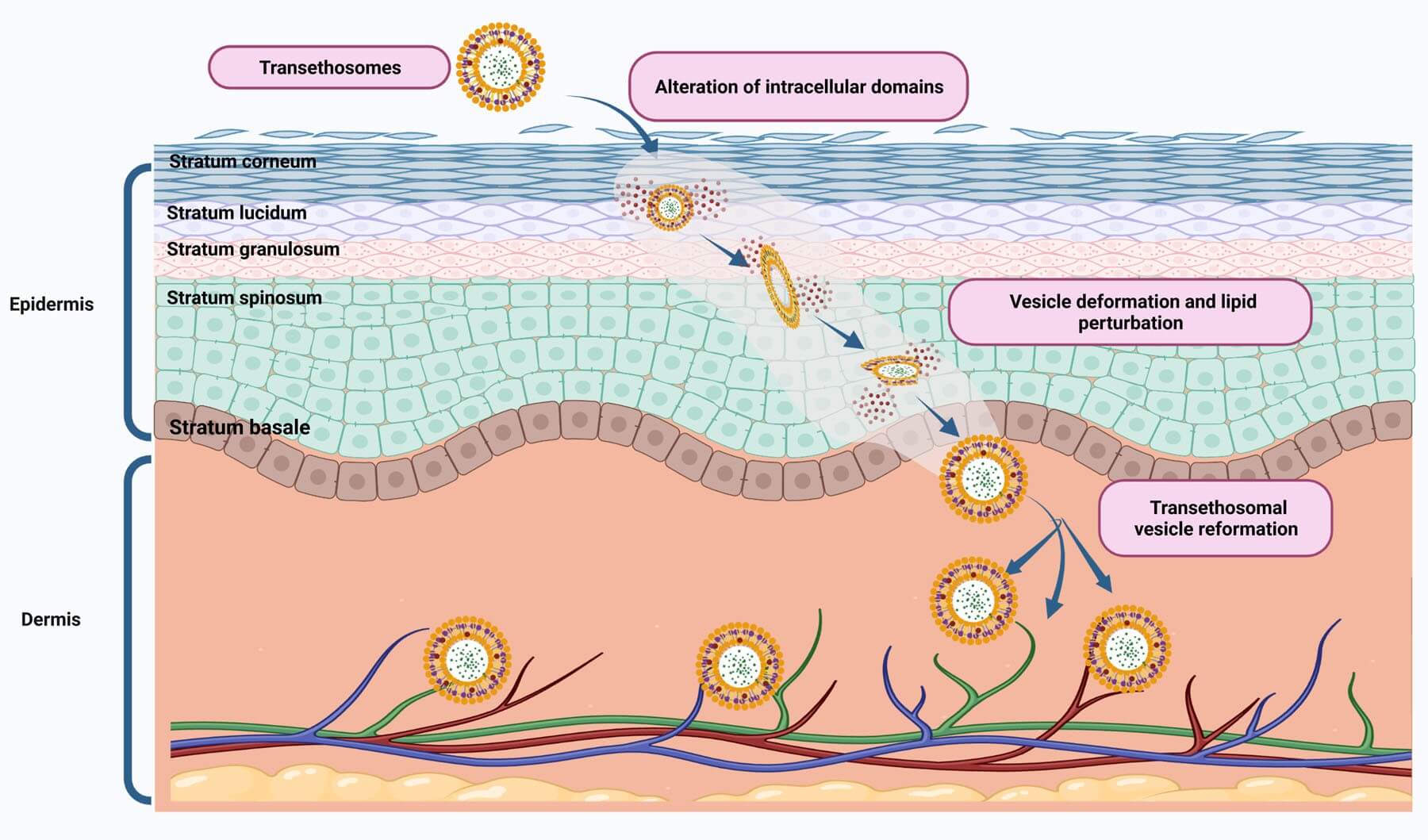 Illustration of transethosomes’ transdermal permeation process: showing how transethosomes alter intracellular domains in the stratum corneum, undergo vesicle deformation and lipid perturbation, and reform vesicles to penetrate through epidermal layers into the dermis for smarter, fast-penetrating drug delivery. (OA Literature)