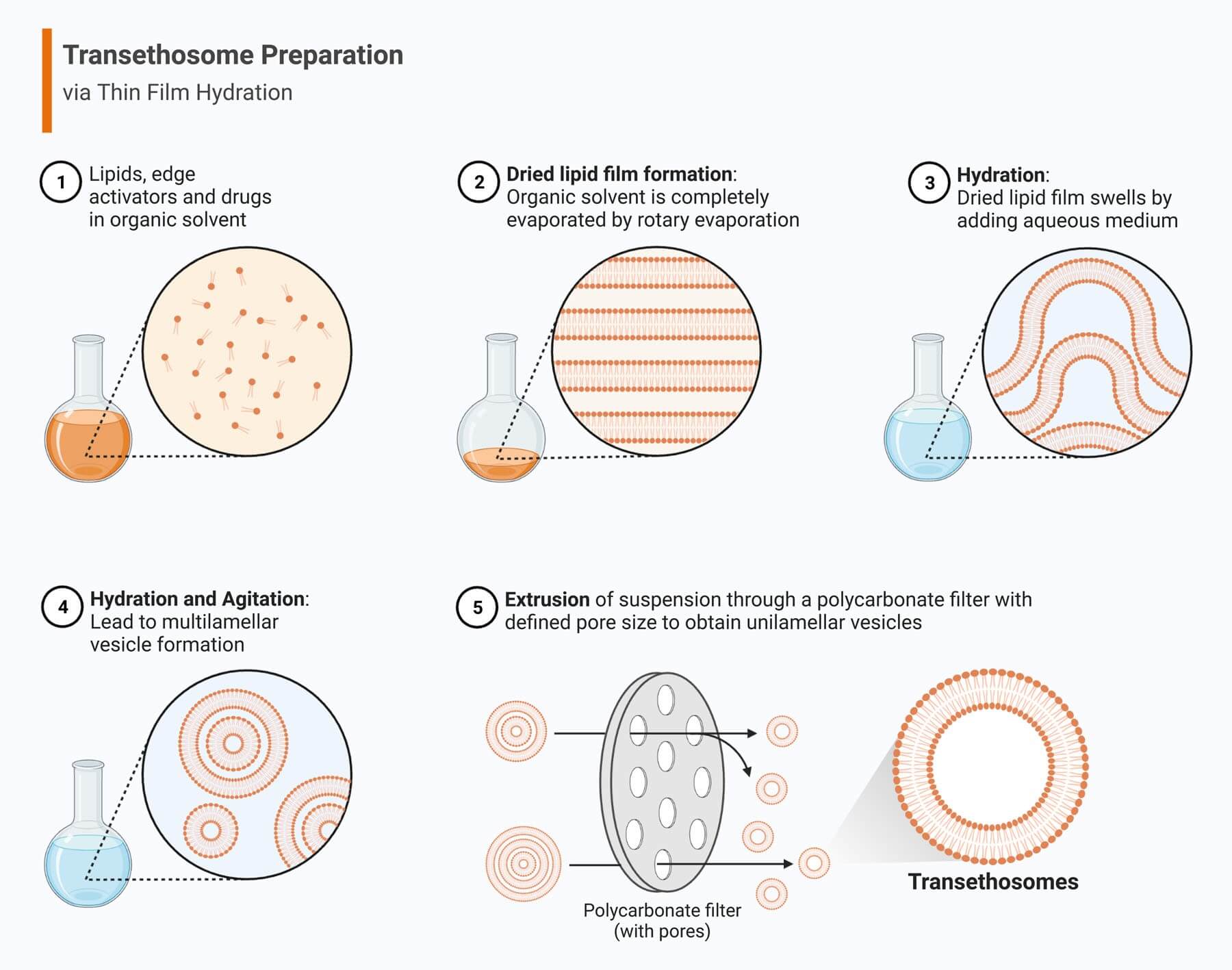 Step-by-step diagram of transethosome preparation via thin film hydration: mixing lipids, edge activators, drugs in organic solvent; evaporating to form a dried lipid film; hydrating with aqueous medium; forming multilamellar vesicles; and extruding through a polycarbonate filter to create uniform transethosomes for fast-penetrating, smarter drug delivery. (OA Literature)
