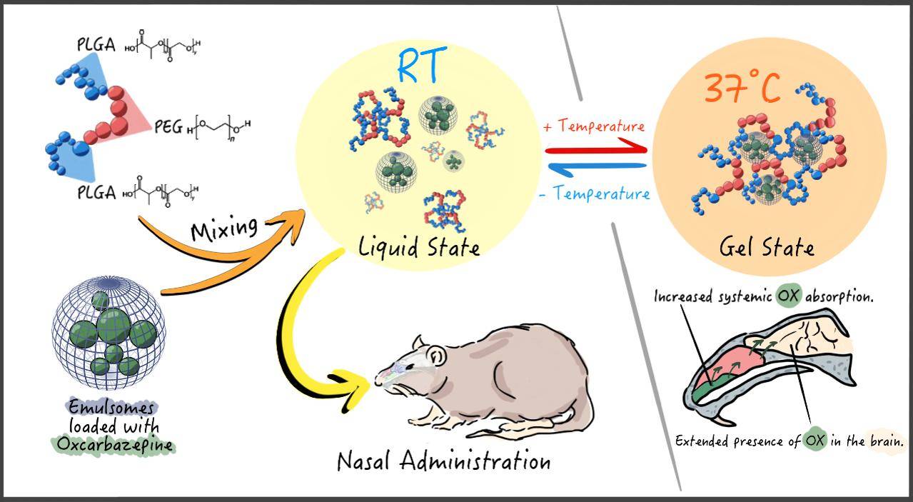 Fig.2 A Tailored Thermosensitive PLGA-PEG-PLGA/Emulsomes Composite for Enhanced Oxcarbazepine Brain Delivery via the Nasal Route. (El-Zaafarany, Ghada M et al.., 2018)