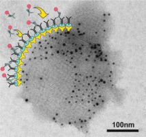 Fig.3 S-layer fusion protein as a tool functionalizing emulsomes and CurcuEmulsomes for antibody binding and targeting. (Ucisik, Mehmet H et al., 2015)
