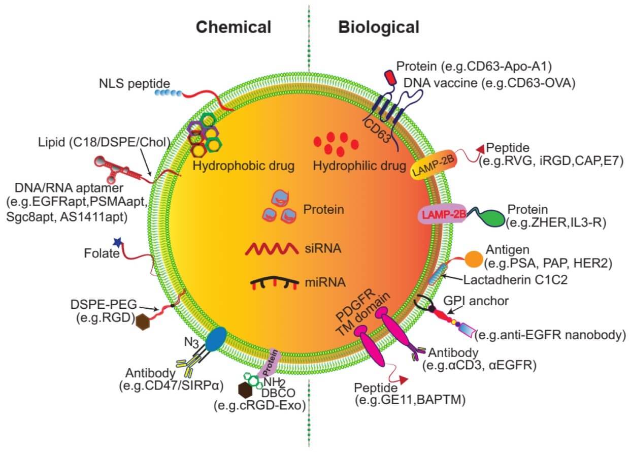 Diagram illustrating surface and genetic functionalization of exosomes for targeted delivery, showing chemical modifications (e.g., lipid anchors, aptamers, folate, DSPE-PEG) and biological/genetic engineering (e.g., protein/peptide display, antibody conjugation, nucleic acid cargo loading) to enable receptor-specific targeting, drug delivery, and immune modulation in exosome-based therapies. (OA Literature)