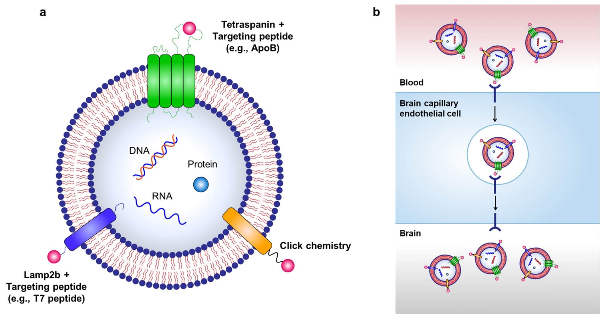Diagram illustrating strategies for targeted delivery of drug-loaded exosomes to the brain: (a) Exosome engineering via genetic modification (e.g., tetraspanin/ApoB, Lamp2b/T7 peptide) and chemical click chemistry, with cargoes like DNA, RNA, and proteins; (b) Mechanism of exosomes crossing the blood-brain barrier (BBB) via brain capillary endothelial cells to deliver therapeutics to the brain, enabling targeted treatment for neurological diseases. (OA Literature)