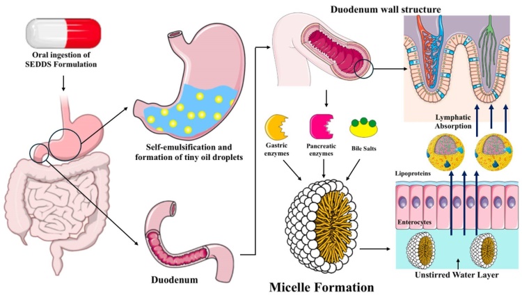 Fig.2 Schematic of mechanisms of drug absorption and bioavailability enhancement by SEDDS. (OA Literature)