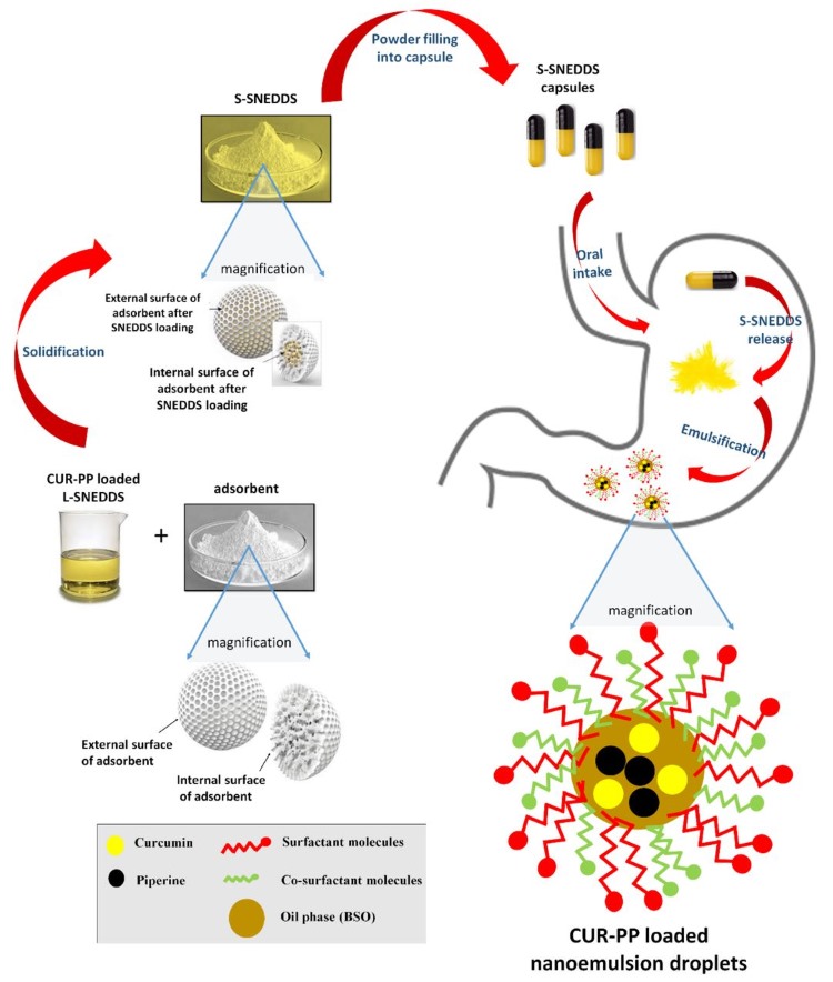 Fig.3 A Bioactive Self-Nanoemulsifying Drug Delivery Systems for Combined Oral Delivery of Curcumin and Piperine. (Kazi, Mohsin et al., 2020)