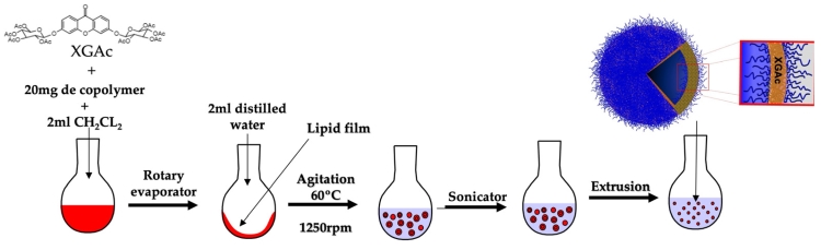 Fig.2 A The Synthesis and Characterization of a Delivery System Based on Polymersomes and a Xanthone with Inhibitory Activity in Glioblastoma. (Alves, Ana et al., 2024)