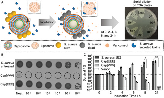 Fig.2 Antibacterial activity of vancomycin‐loaded capsosomes. (Tonkin, Renée L et al., 2022)