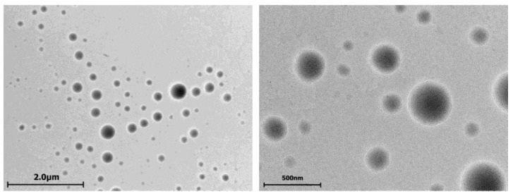 Fig.2 The Formation of Morphologically Stable Lipid Nanocarriers for Glioma Therapy. (Pavlov, Rais et al., 2023)