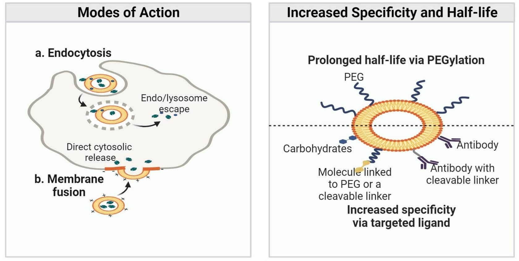 Illustration of the process of LNP-based targeted delivery. (OA Literature)