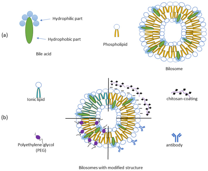 Fig.1 Schematic representation of bilosome structure. (OA Literature)