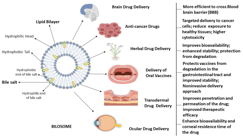 Fig.2 Schematic of bilosomes in therapeutic drug delivery. (OA Literature)