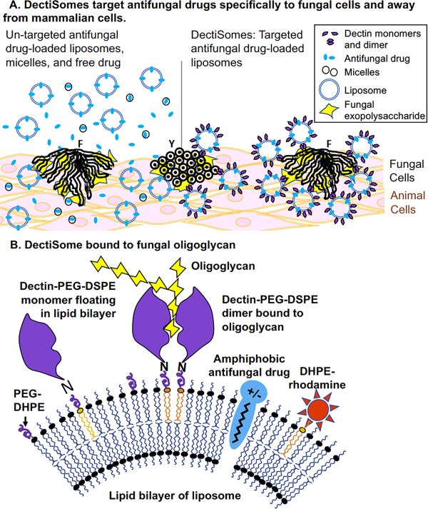 Fig.1 Schematic of DectiSomes designed to target antifungal drugs specifically to fungal cells. (OA Literature)