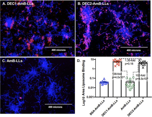 Fig.2 DectiSomes: Glycan Targeting of Liposomal Drugs Improves the Treatment of Disseminated Candidiasis. (Ambati, Suresh et al., 2022)