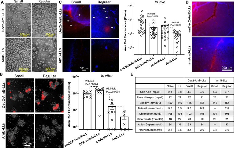 Fig.3 Small but mighty: targeted antifungal liposomes of a smaller size are superior in treating cryptococcal meningitis. (Pham, Tuyetnhu et al., 2024)