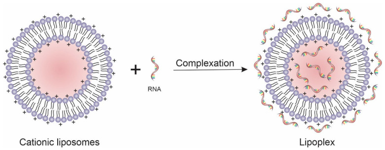 Fig.1 Schematic of lipoplex formation. (OA Literature)